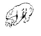 雙熊圖