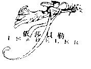 依莎貝勒 ISABELER 及圖