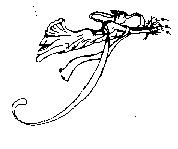 仙女送花圖