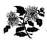菊花圖