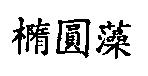 橢圓藻