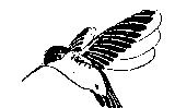 蜂鳥圖