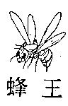 蜂王及圖