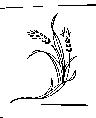麥穗圖