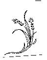 麥穗圖