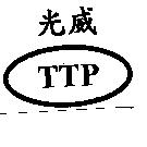 光威及圖 TTP