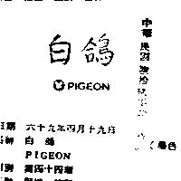 白鴿 PIGEON 