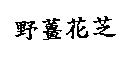野薑花芝