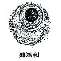 賜活利及圖