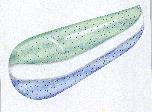 Color Toothpaste Design No. 7