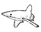 魚圖