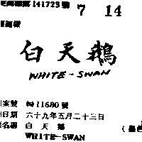 白天鵝 WHITE – SWAN 