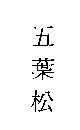 五葉松
