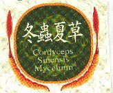 冬蟲夏草及圖