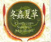 冬蟲夏草及圖 Cordyceps Sinensis Mycelium