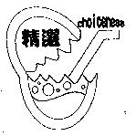 精選 choiceness 及圖