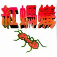 紅螞蟻及圖