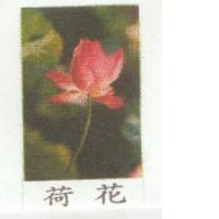 荷花及圖