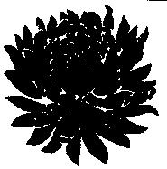 菊花圖