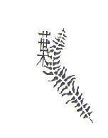 葉及圖