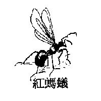 紅螞蟻及圖