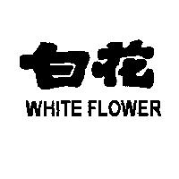 白花 WHITE FLOWER