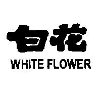 白花 WHITE FLOWER