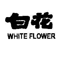 白花 WHITE FLOWER