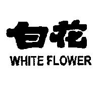 白花 WHITE FLOWER