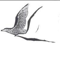 鳥圖
