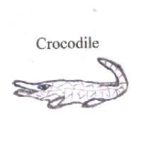 CROCODILE 及圖