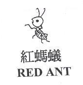 紅螞蟻及圖 RED ANT