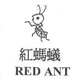 紅螞蟻及圖 RED ANT
