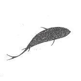 魚圖