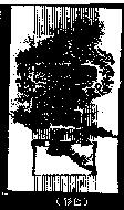 蜜桃及圖