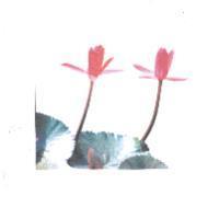 荷花圖
