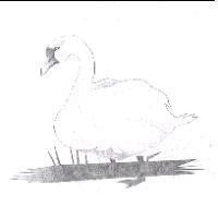 鵝設計圖