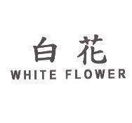 白花 WHITE FLOWER