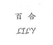 百合 LILY