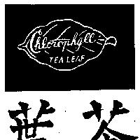 茶葉及圖 TEA LEAF 