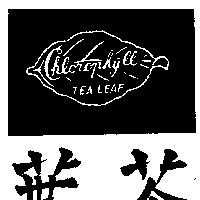 茶葉及圖 TEA LEAF 