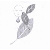樹葉人臉設計圖
