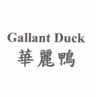 Gallant Duck 華麗鴨