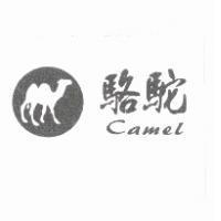駱駝 camel 及圖
