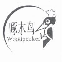 啄木鳥 Woodpecker 及圖