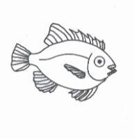 魚圖