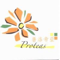 普洛帝亞 Proteas 及花圖形