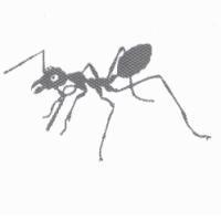 螞蟻圖