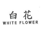 白花 WHITE FLOWER