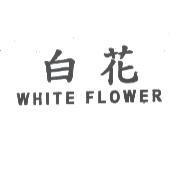 白花 WHITE FLOWER